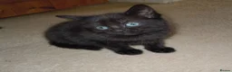 Domestic Shorthair cats for sale: Kittens looking for loving homes - Advert 3