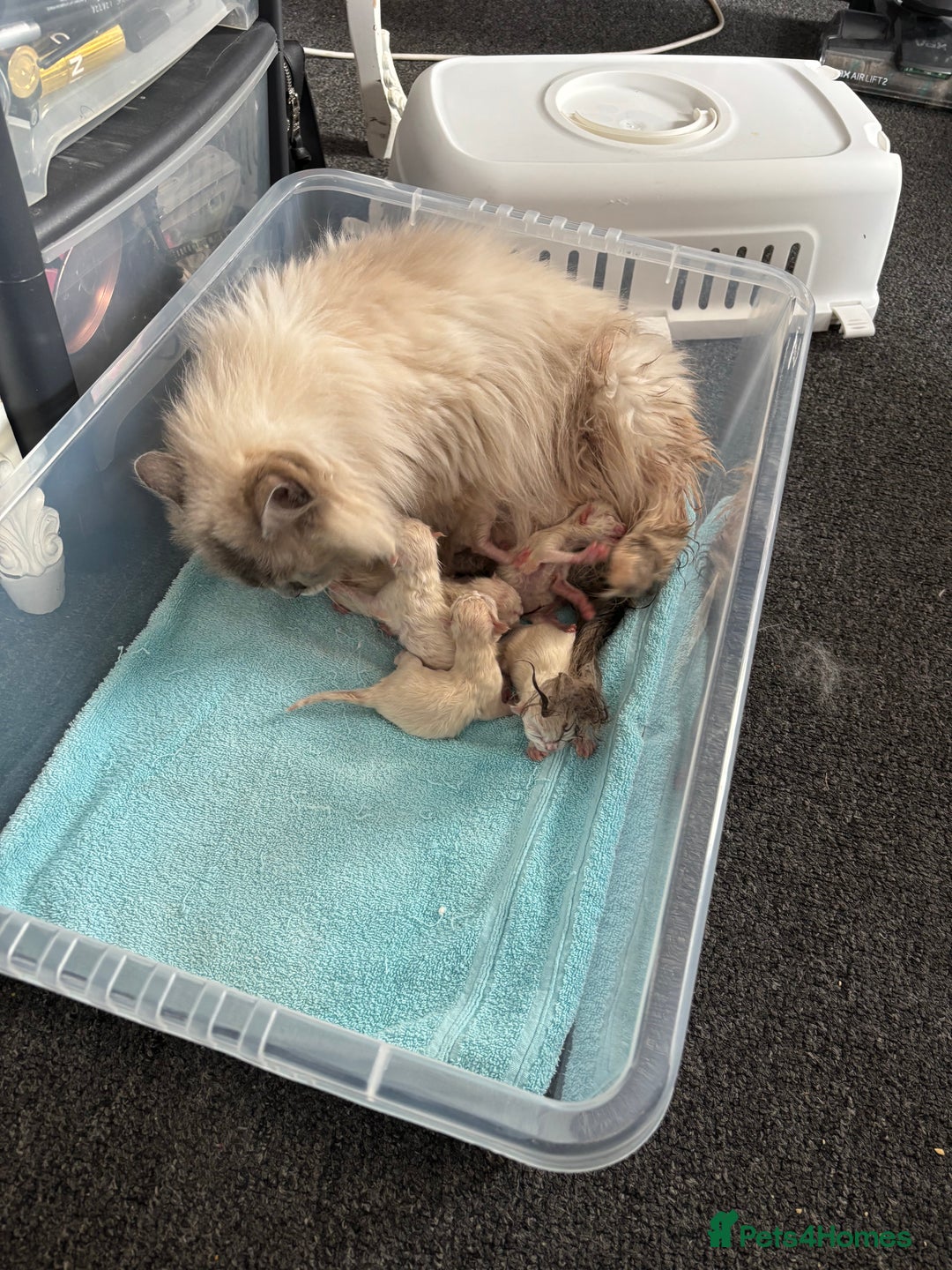 Ragdoll cats for sale: Ragdoll kittens  - Image 30