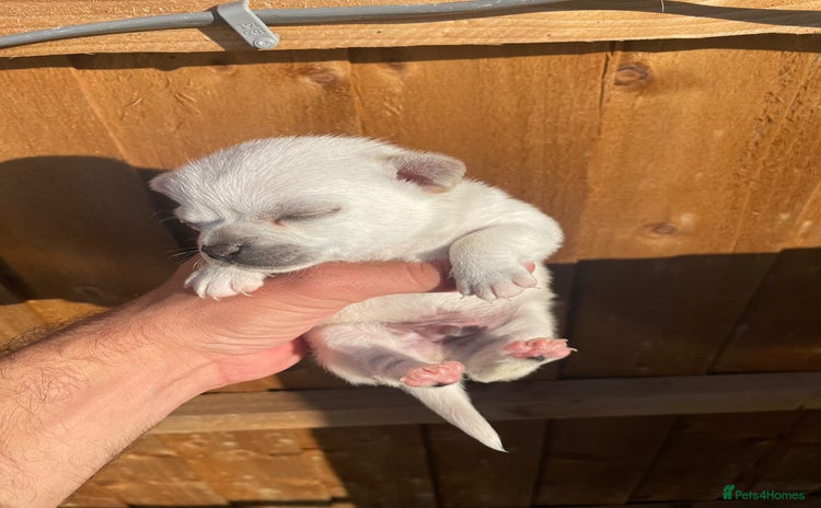 Chihuahua dogs - Advert 1