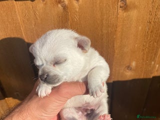 Chihuahua dogs - Advert 12