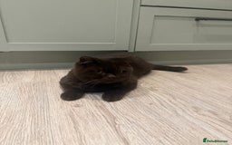 British Shorthair cats for sale: Chocolate male kitten  - Advert 4