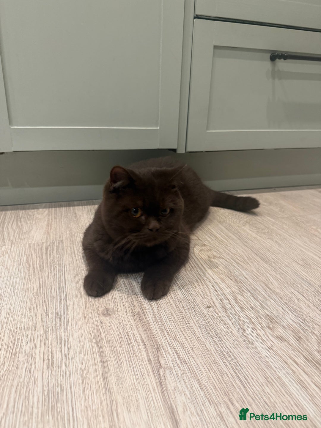 British Shorthair cats for sale: Chocolate male kitten  - Advert 4