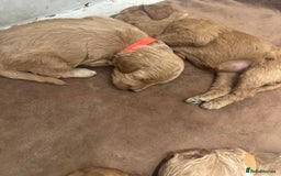 Cockapoo dogs for sale: Amazing litter of f1b cockerpoo puppies for sale - Image 8