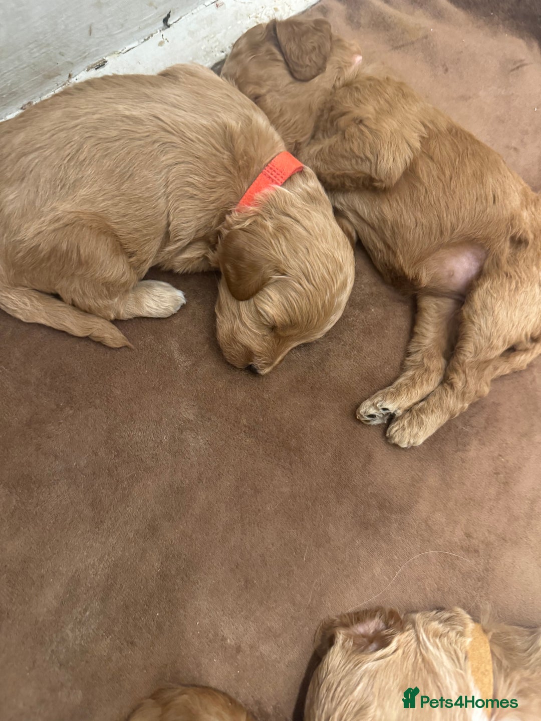 Cockapoo dogs for sale: Amazing litter of f1b cockerpoo puppies for sale - Image 8