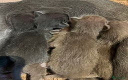 Oriental cats for sale: Outstanding Pedigree Oriental GCCF reg kittens - Image 6