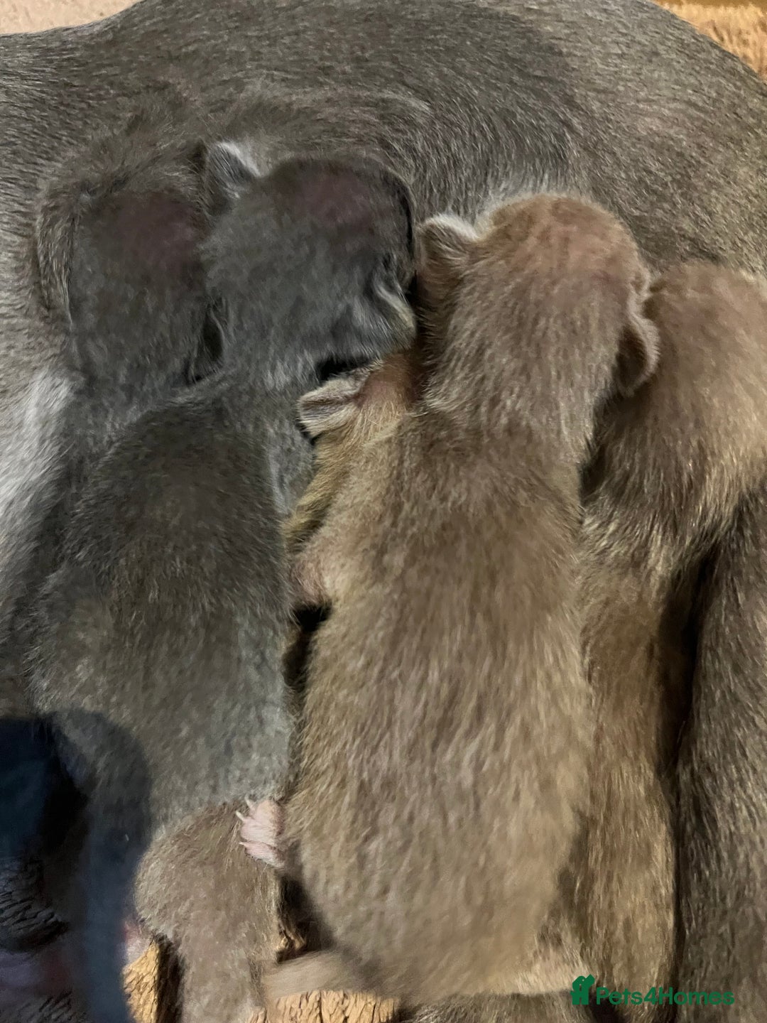 Oriental cats for sale: Outstanding Pedigree Oriental GCCF reg kittens - Image 6