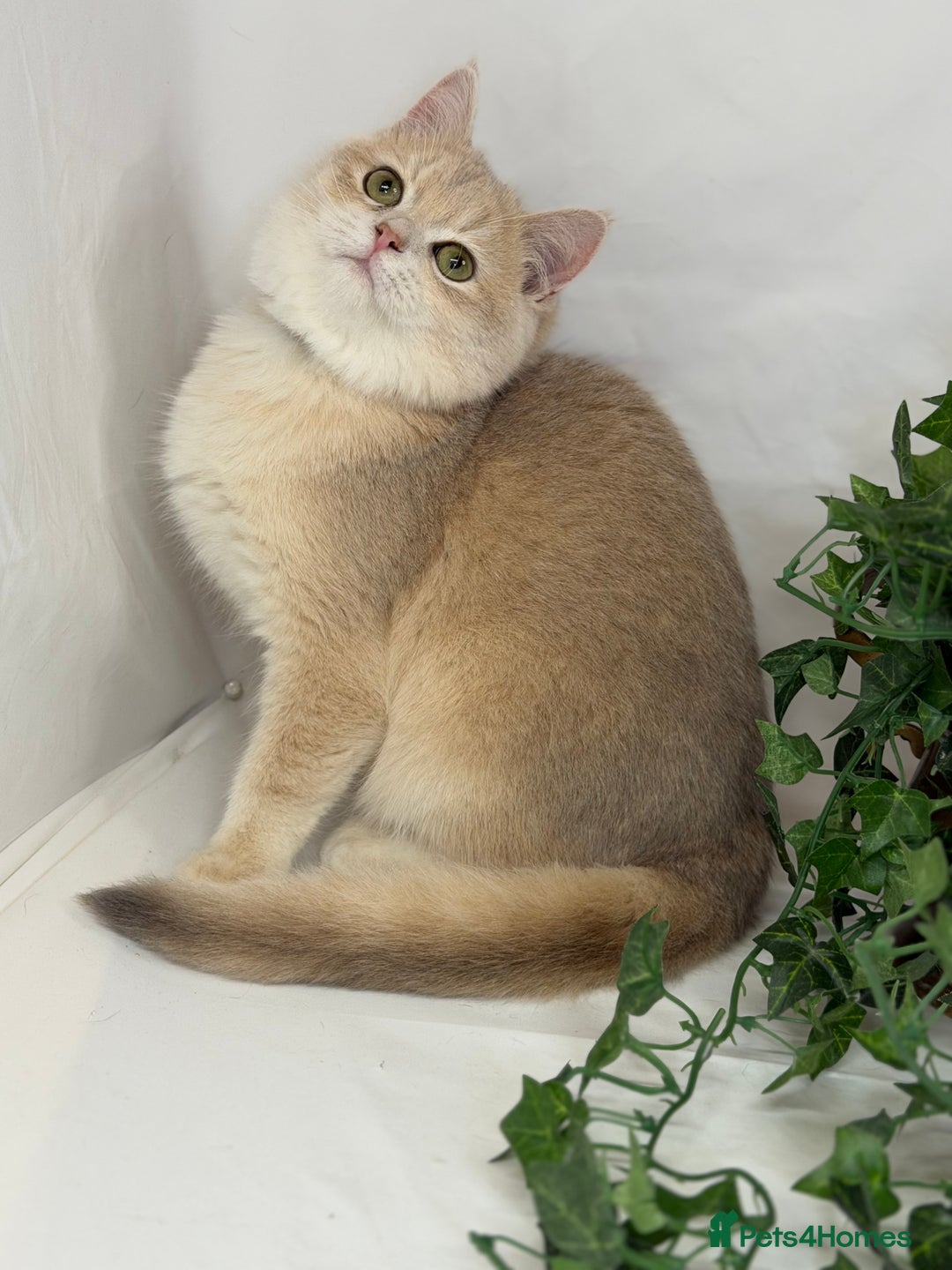 British Shorthair cats for sale: British shh blue golden boy GCCF  - Advert 2