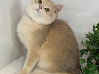 British Shorthair cats British shh blue golden boy GCCF - Advert 12