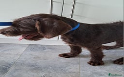 Mixed Breed dogs for sale: Doodle pointerpoodle boy in Cumnock - Image 1