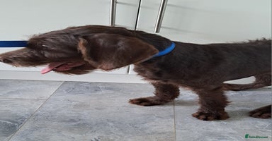 Mixed Breed dogs in Cumnock - Advert 4