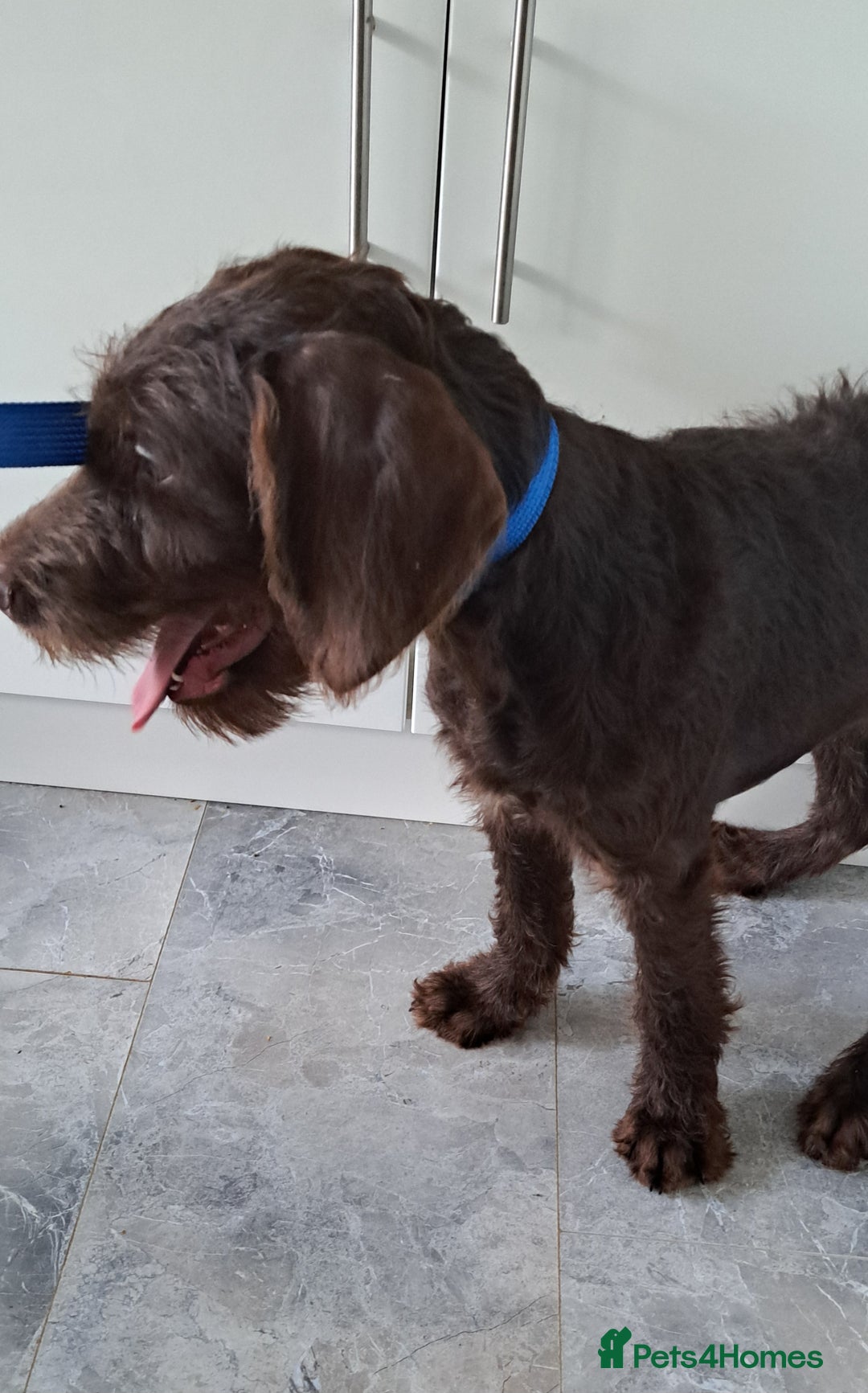 Mixed Breed dogs for sale: Doodle pointerpoodle boy in Cumnock - Image 1