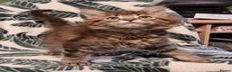 Maine Coon cats for sale: GCCF registered pedigree Maine Coon Kittens  - Advert 26