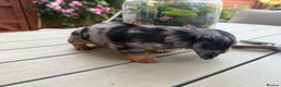 Miniature Dachshund dogs for sale:  Adorable Miniature Dachshund Puppies - Advert 11