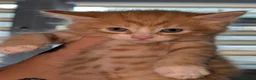 Mixed Breed cats for sale: Maine coon cross kittens  - Advert 17