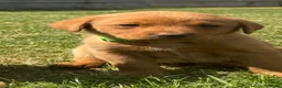 Labrador Retriever dogs for sale: EXCEPTIONAL LABRADOR PUPPIES FROM FTC LINE - Advert 17