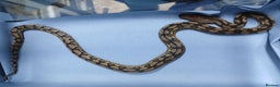 Python Snake reptiles for sale: Malayan Pythons Female - Advert 2