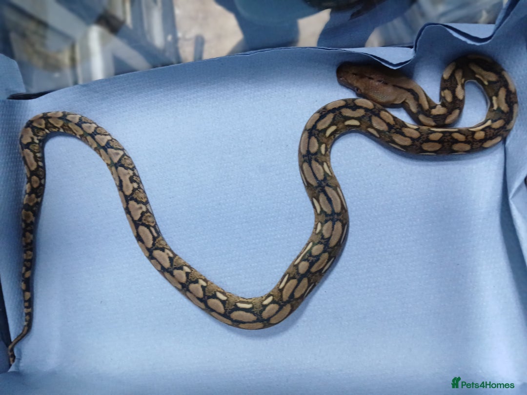 Python Snake reptiles for sale: Malayan Pythons Female - Advert 2