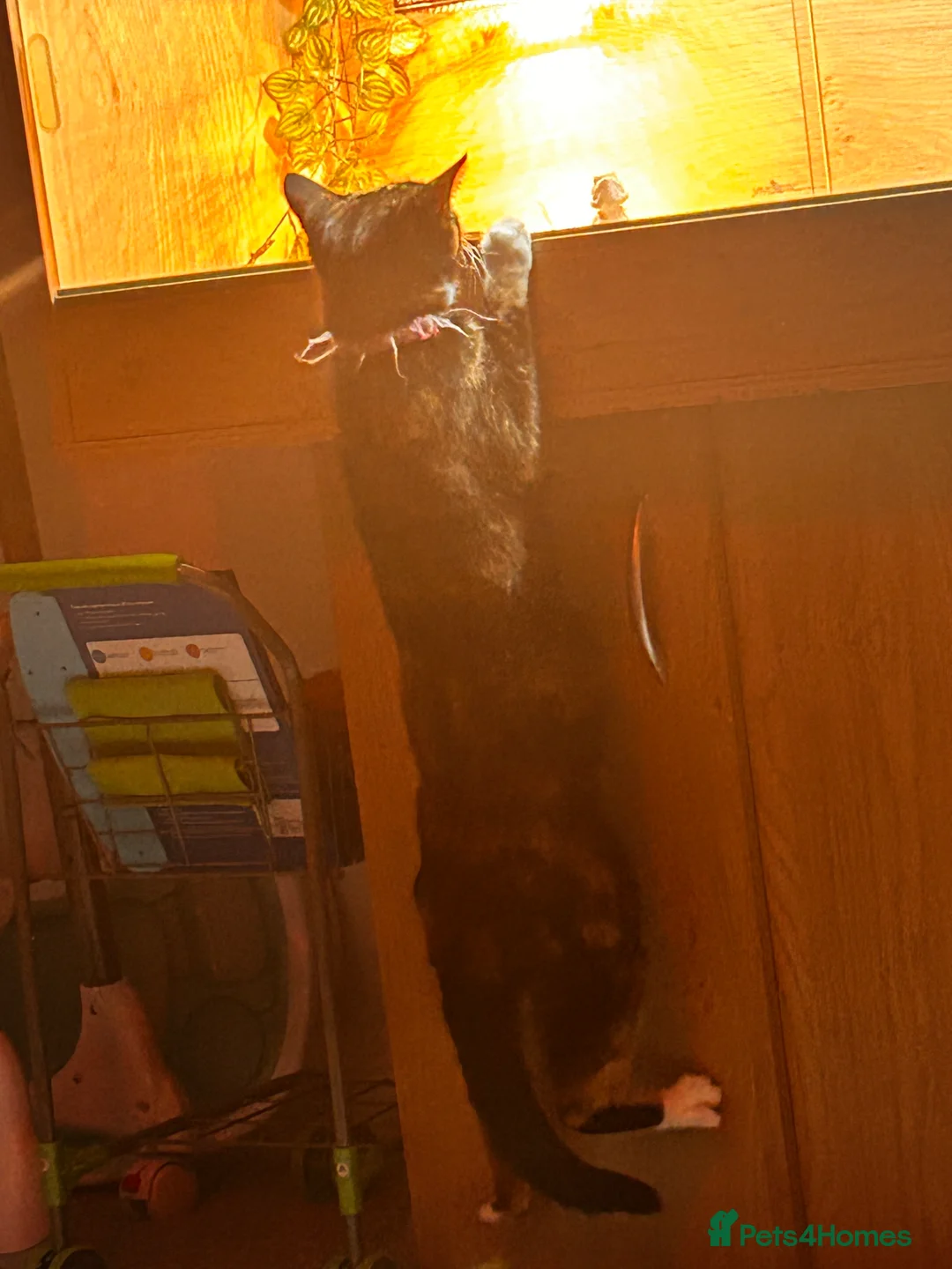 Mixed Breed cats for sale: Minnie for sale  - Advert 5