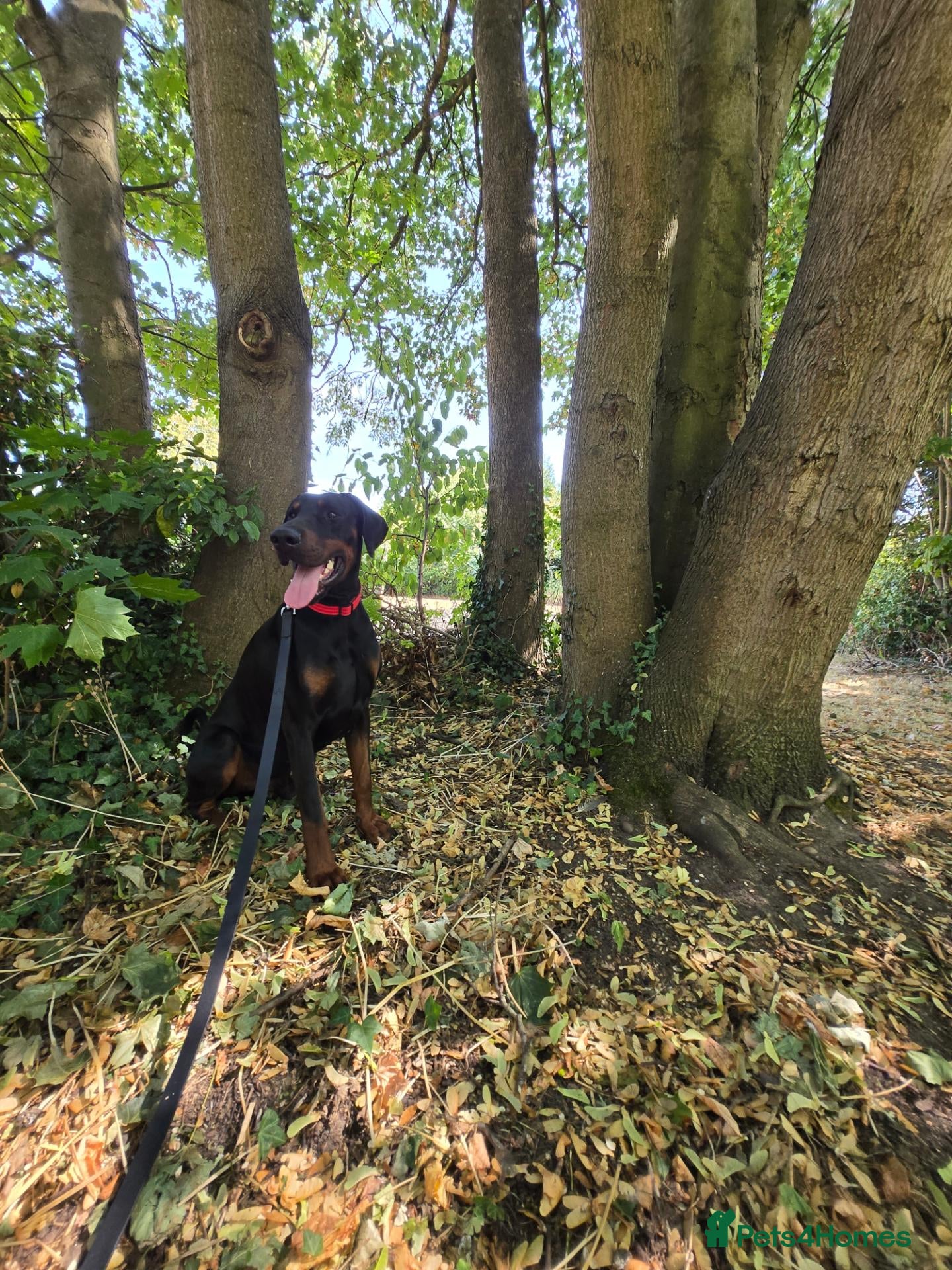 Dobermann dogs Shadow 2year old - Advert 1