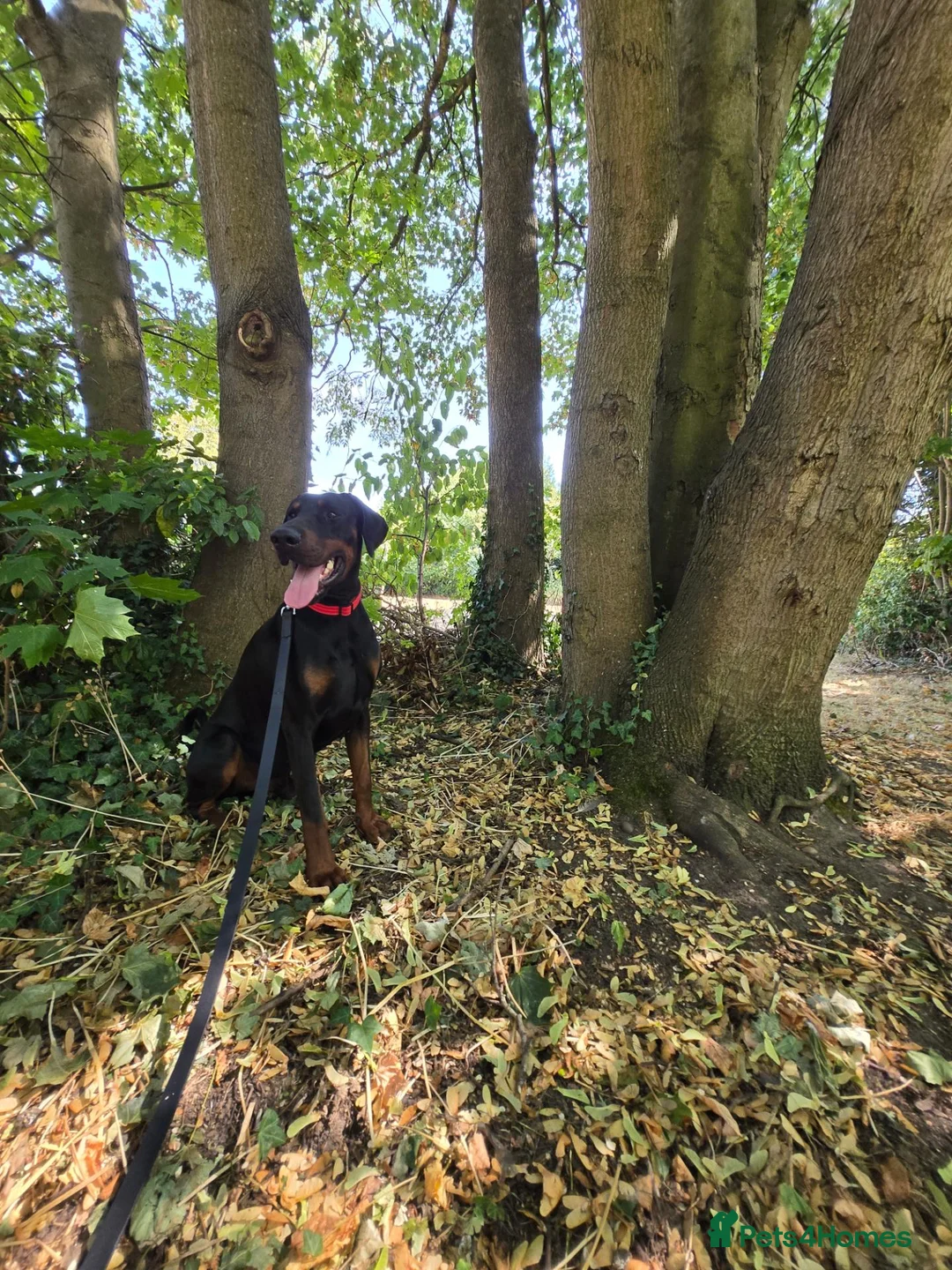 Dobermann dogs for sale: Shadow 2year old in Birmingham - Advert 1