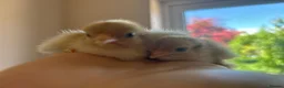 Chickens poultry for sale: Chicks & Hatching Eggs Pure breed - Advert 3