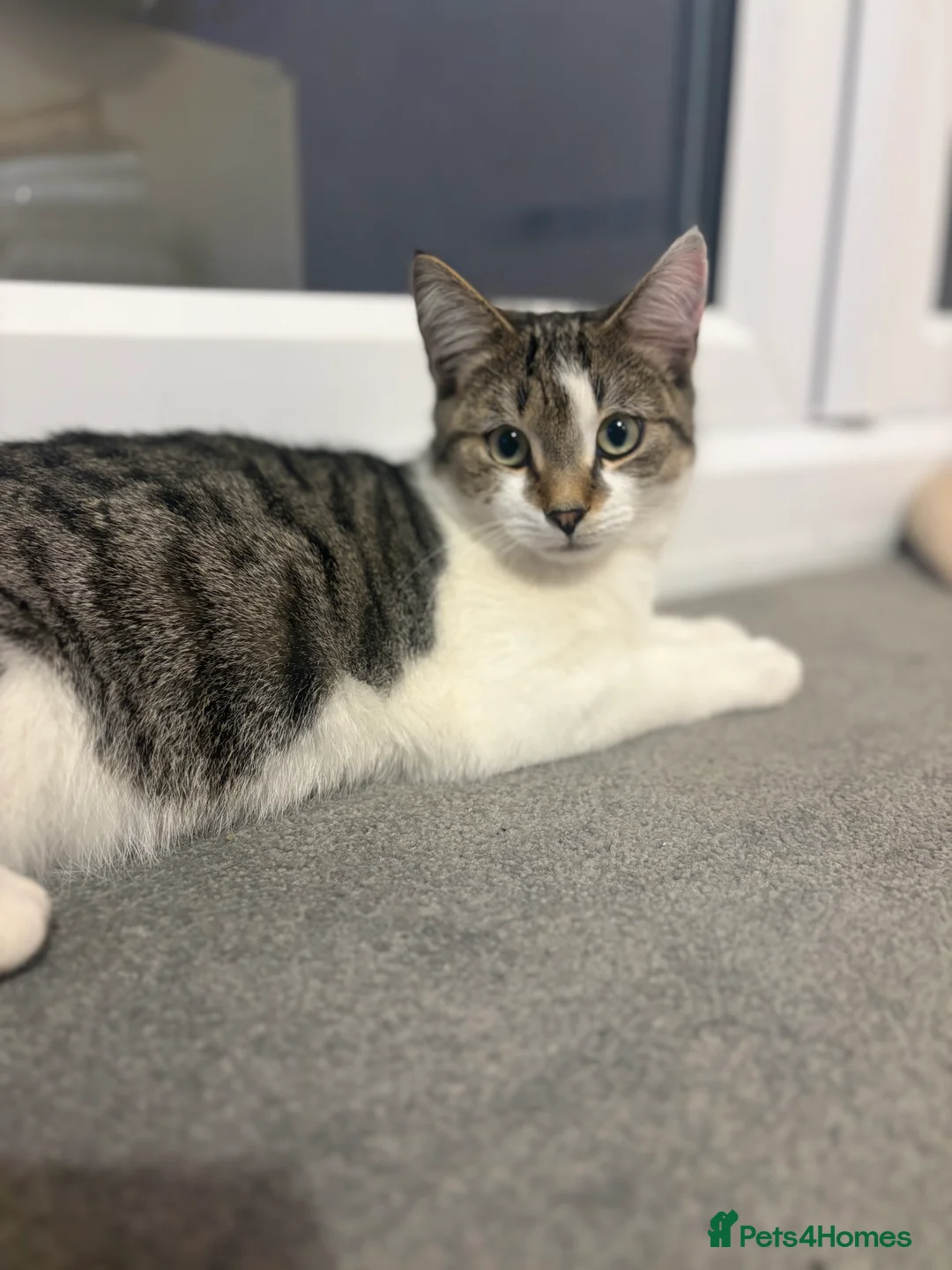 Mixed Breed cats for sale:     Adorable Friendly Cat Looking for a Home in Bedford - Advert 2