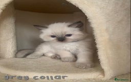 Ragdoll cats for sale: 5 Lovely, Pure Ragdoll Kittens - Image 10