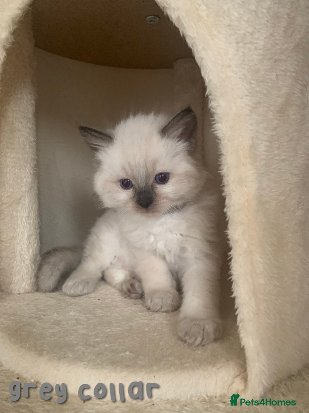 Ragdoll cats for sale: 5 Lovely, Pure Ragdoll Kittens - Image 10