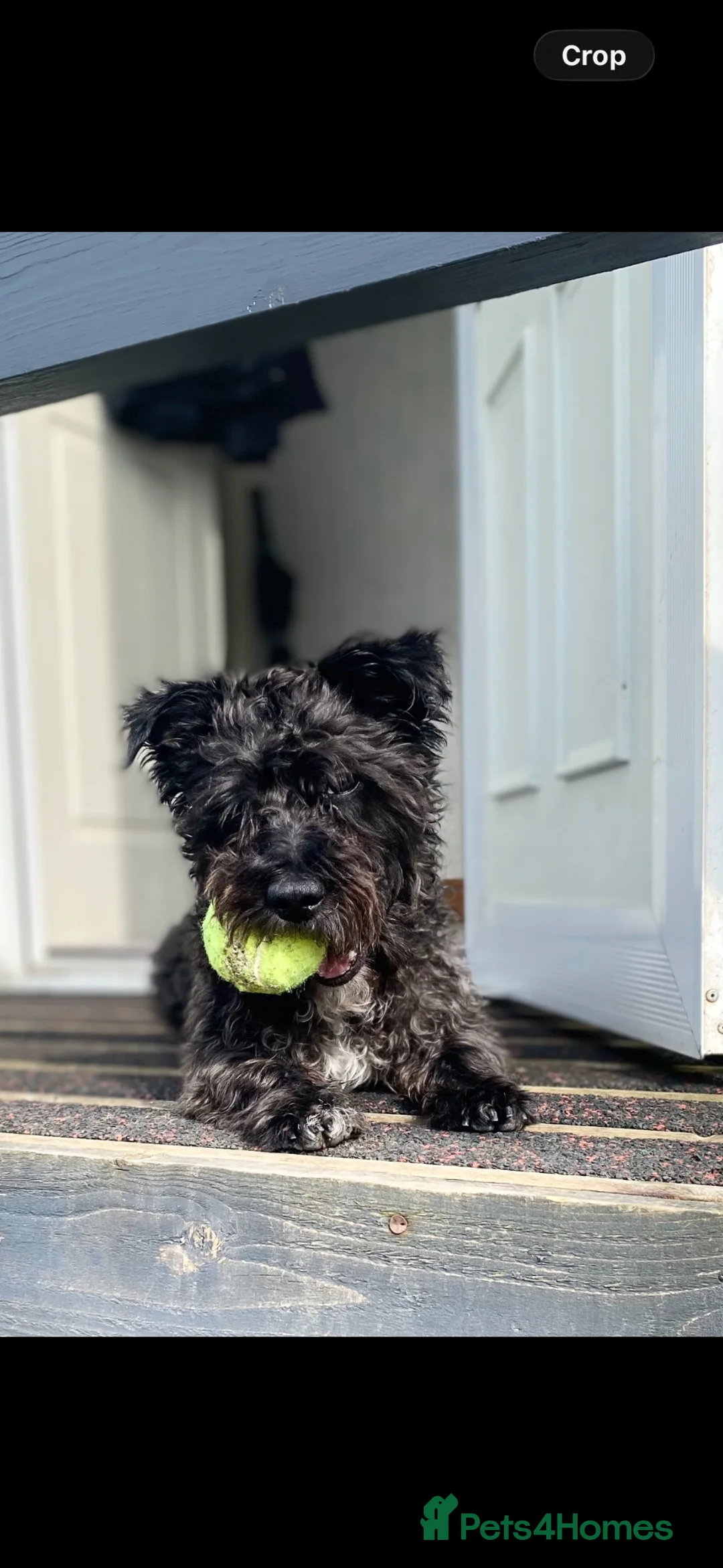 Mixed Breed dogs for sale: Buddy is looking for a forever home  - Advert 3