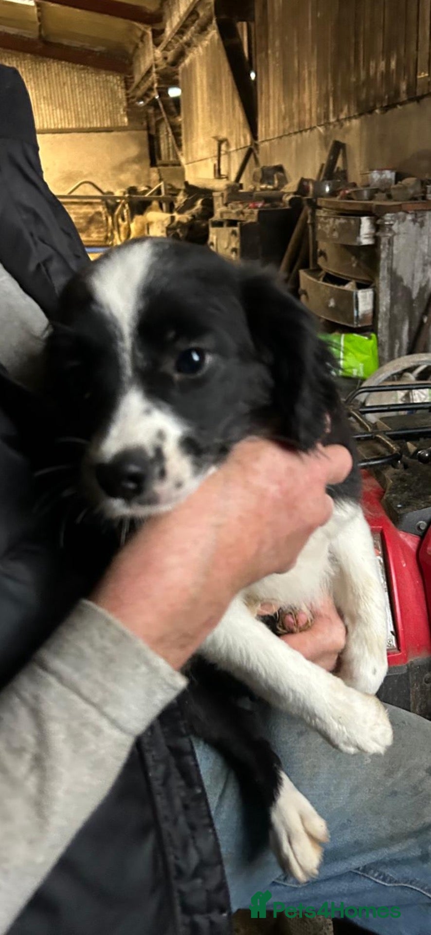 Mixed Breed dogs Male and Female puppy for sale - Advert 5