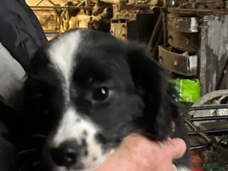 Mixed Breed dogs Male and Female puppy for sale - Advert 5