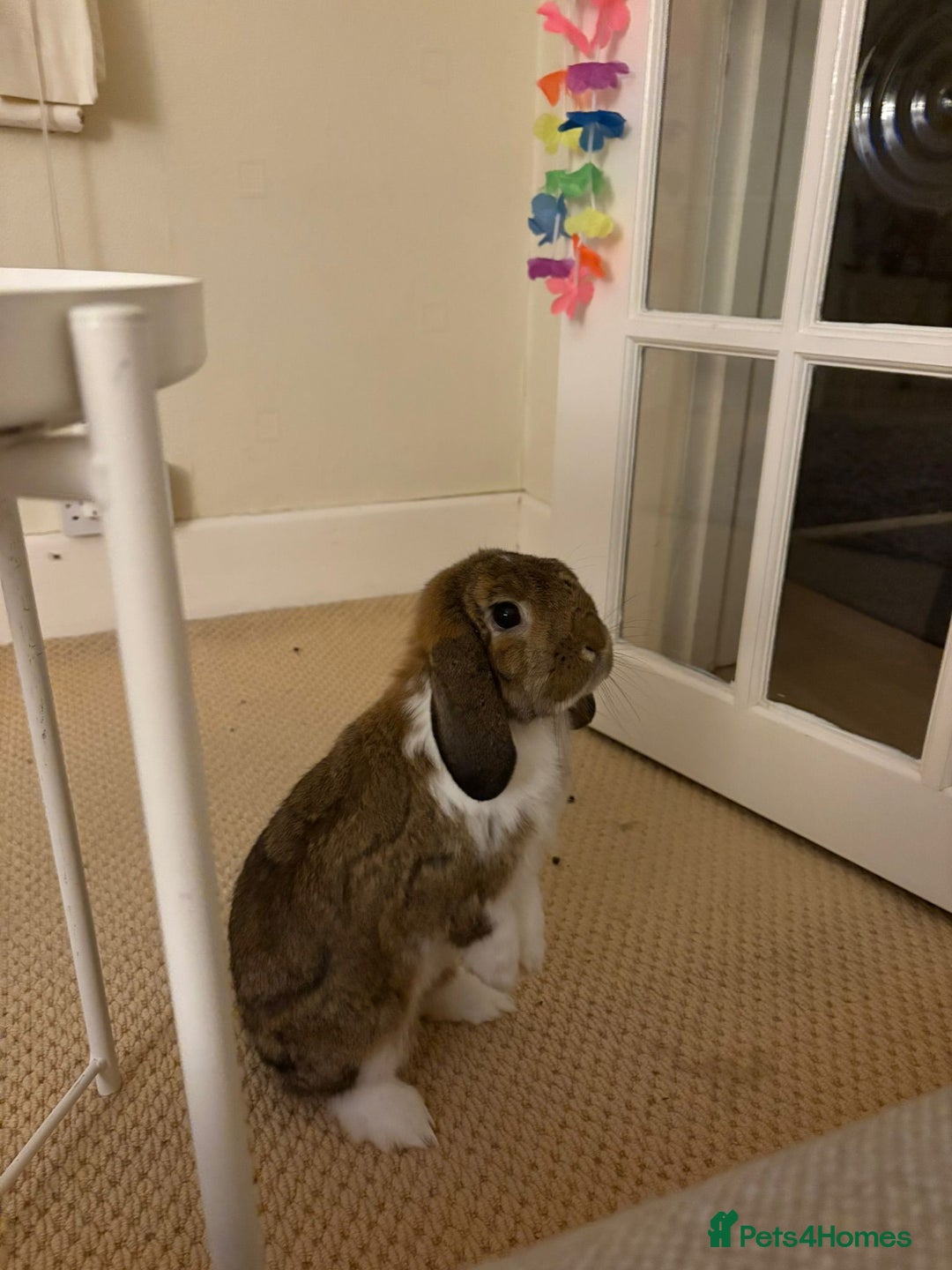 Mini Lop rabbits for sale: Maury & Connie - Advert 2