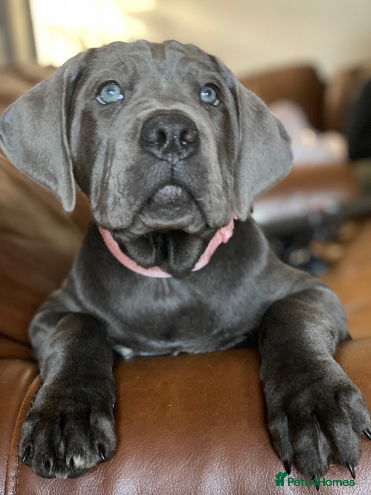 Cane Corso dogs cane corso puppies  - Advert 1