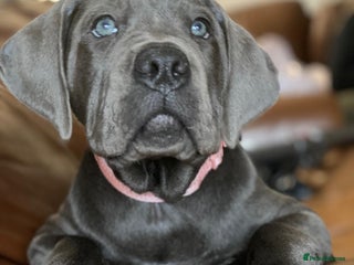 Cane Corso dogs cane corso puppies - Advert 1