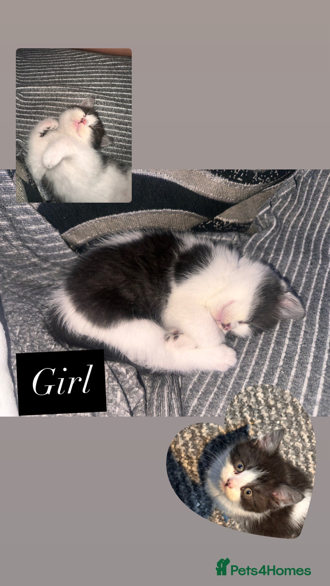 Mixed Breed cats for sale: 4 little girls ready now - Advert 3