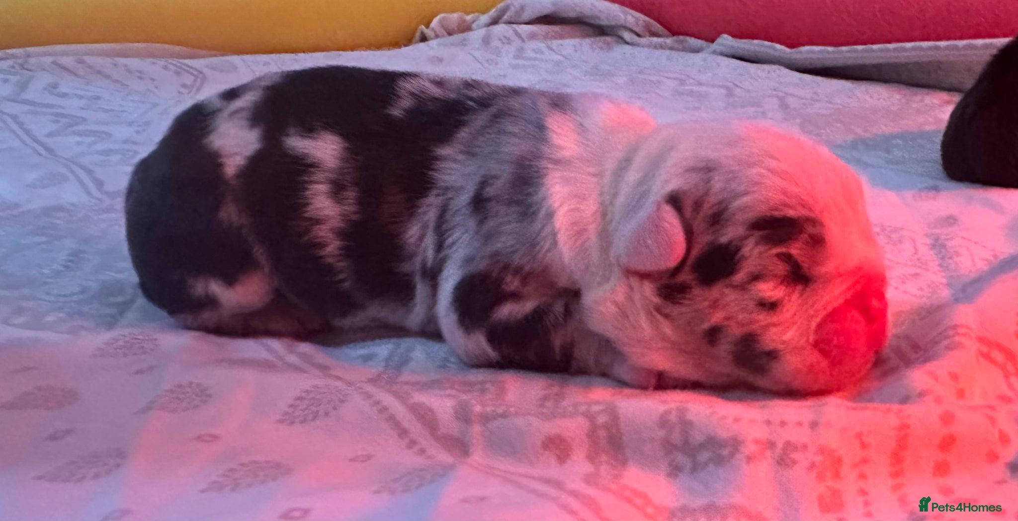 English Bulldog dogs for sale: 🐾 EXCEPTIONAL OLDE ENGLISH BULLDOG PUPPIES 🐾 - Advert 35