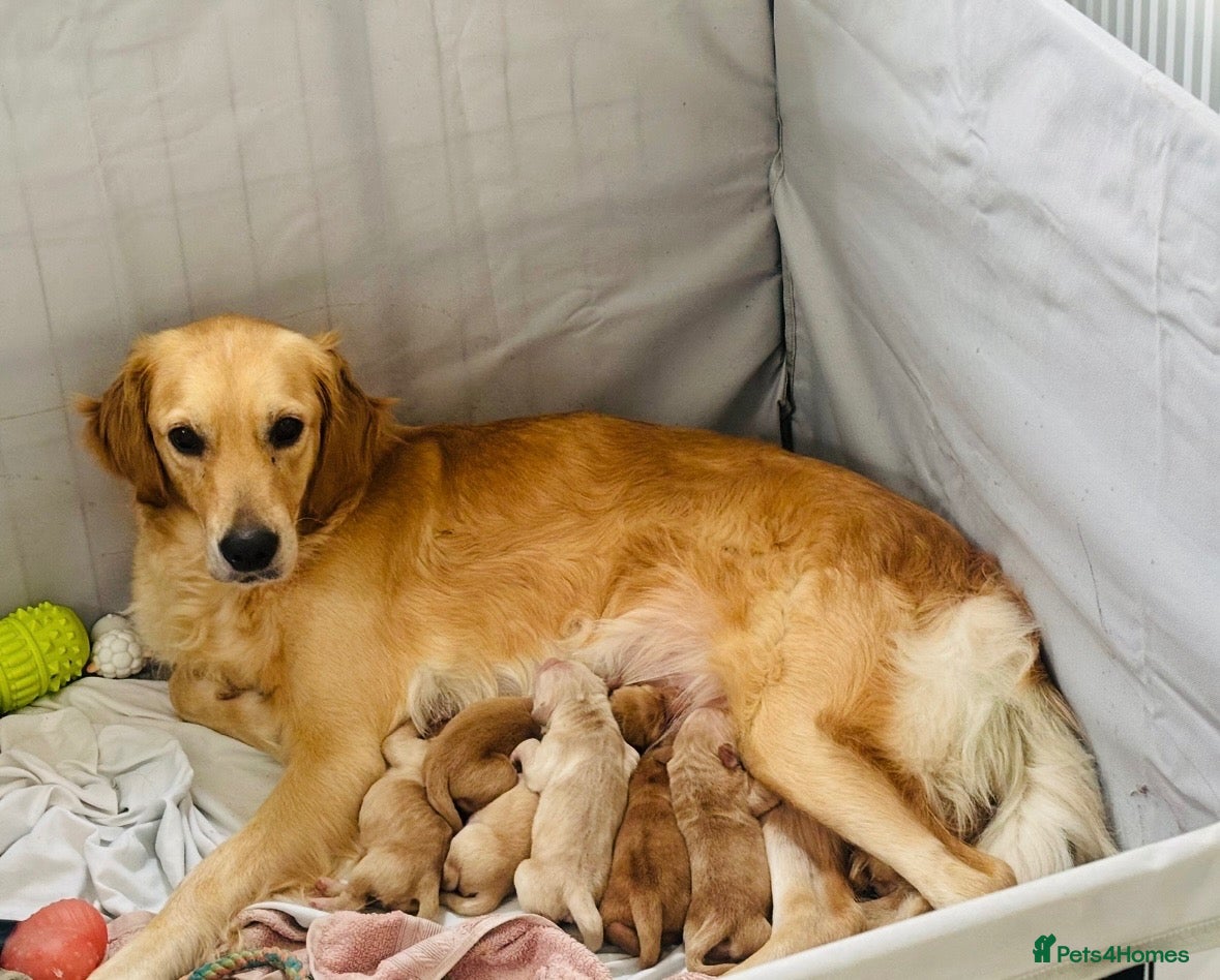 Golden Retriever dogs Golden retriever KC puppies (7)  - Advert 1