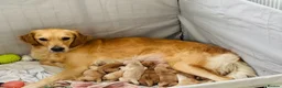 Golden Retriever dogs for sale: Golden retriever puppies (7)  in Barton-upon-Humber - Advert 4