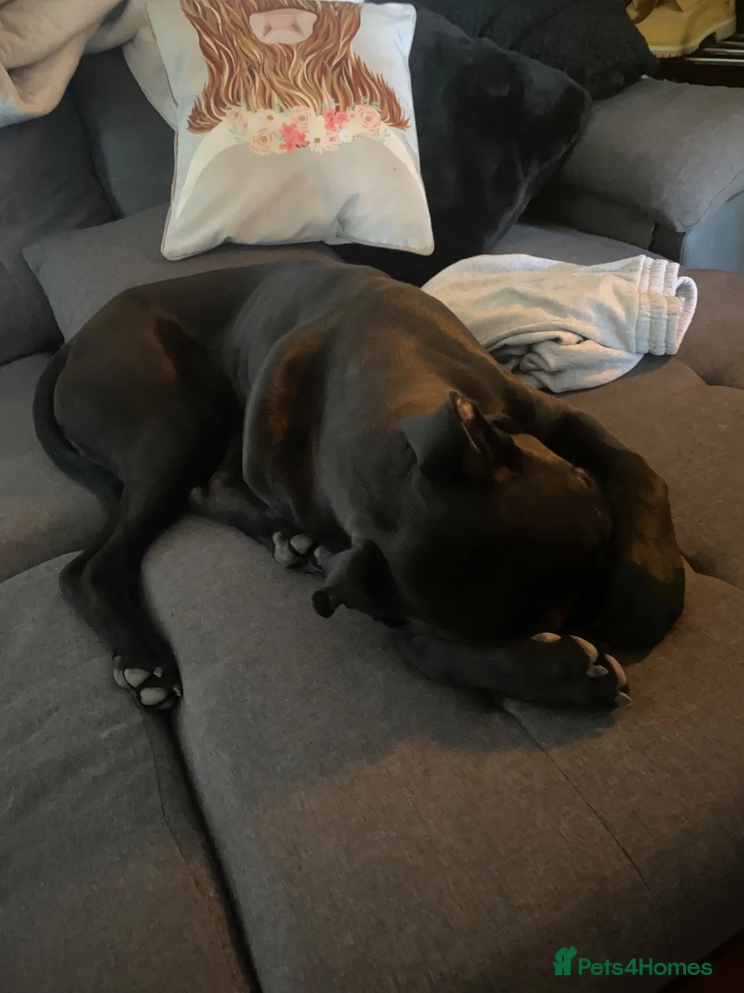 Mixed Breed dogs for sale: Cane corso looking for new home in Nottingham - Advert 2