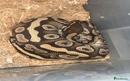 Snake reptiles for sale: MOJAVE BALL PYTHON  in Chesterfield - Image 2