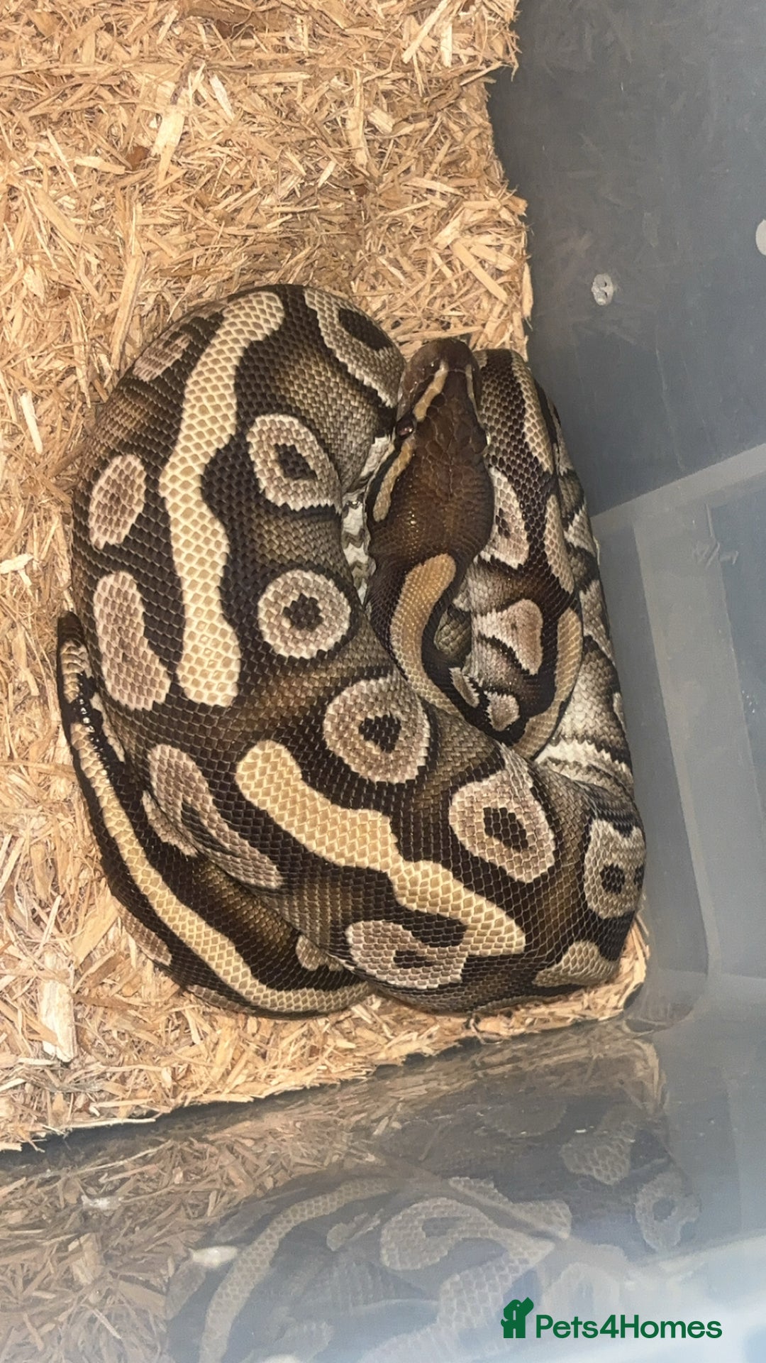 Snake reptiles for sale: MOJAVE BALL PYTHON  in Chesterfield - Image 2