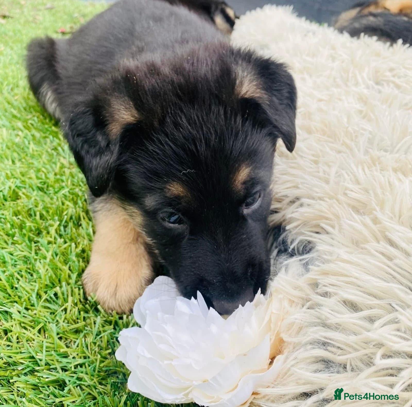 German Shepherd dogs Beautiful German Shepherd Puppies – Boys and Girls - Advert 1
