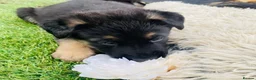 German Shepherd dogs for sale: Beautiful German Shepherd Puppies – Boys and Girls in Ipswich - Advert 1