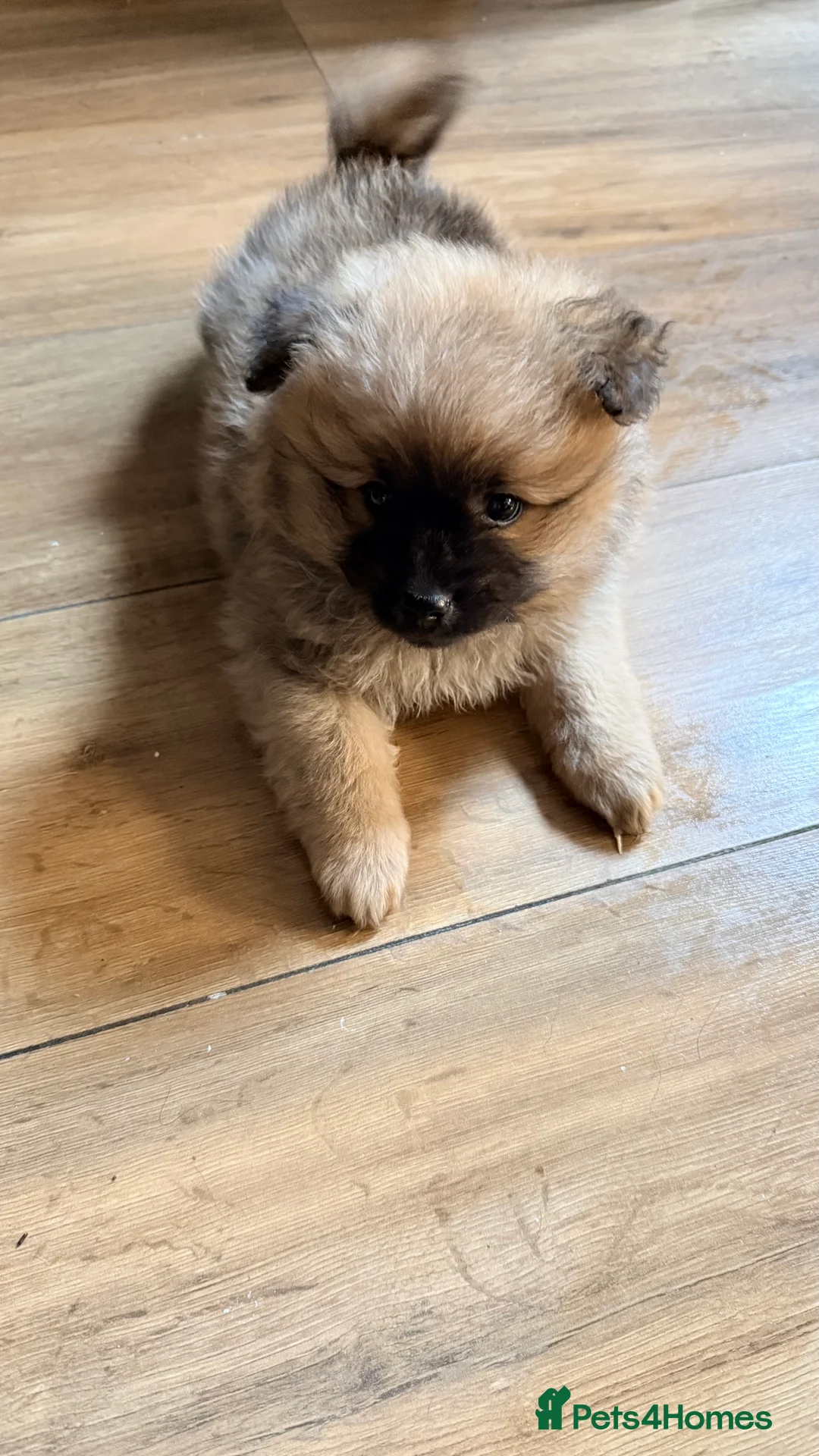 Pomeranian dogs for sale: Pomeranian boys looking for forever home  - Advert 5