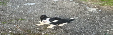Border Collie Puppy 4