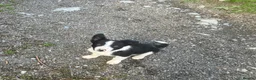 Border Collie dogs for sale: 5 Male Gorgeous Border Collie Pups - Advert 3