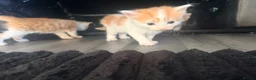 Mixed Breed cats for sale: 5 mixed colour kittens for sale - Advert 11