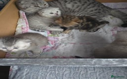 British Shorthair cats for sale: 🥰Beautiful kittens with rare colouring🥰 - Image 7