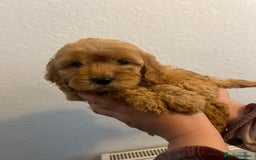 Cockapoo dogs for sale: Beautiful F1 Cockapoo puppies - Image 26