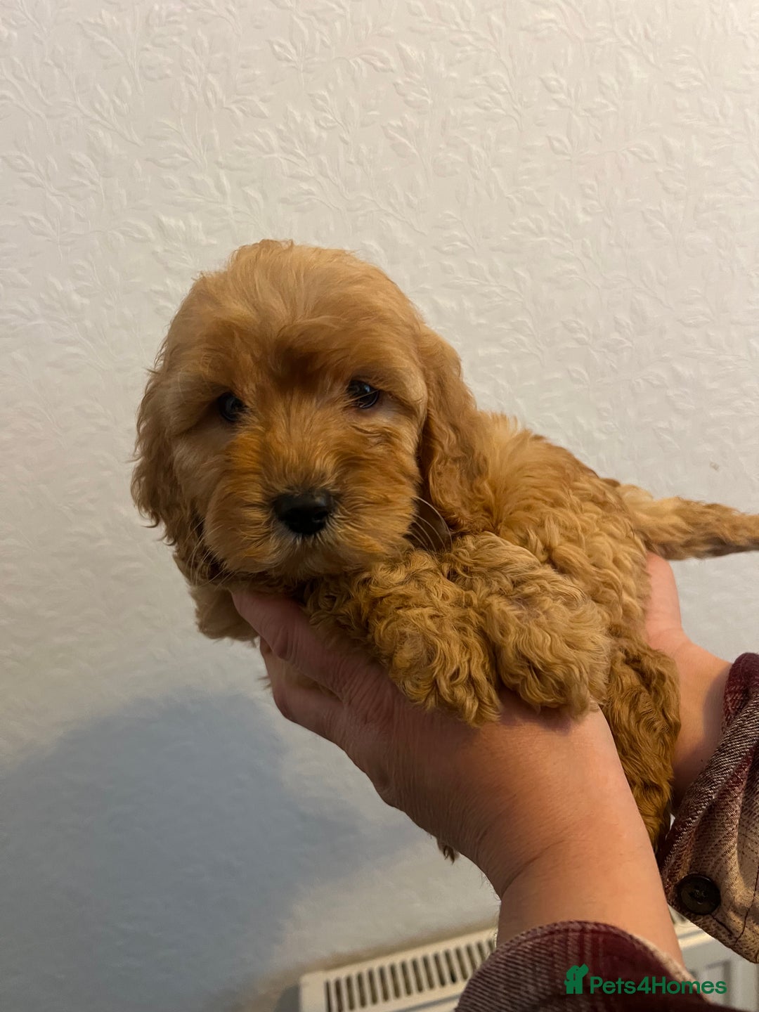 Cockapoo dogs for sale: Beautiful F1 Cockapoo puppies - Image 26